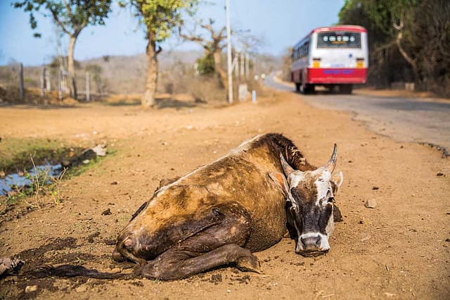 When Cows Come Home to Die