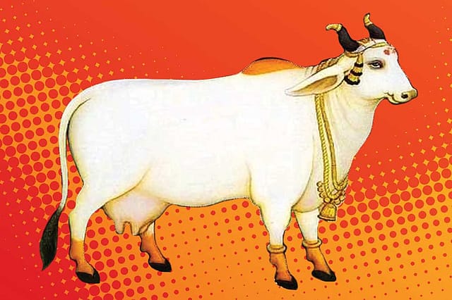 Hindus and Sacred Cows: Recipe for Indentity Politics