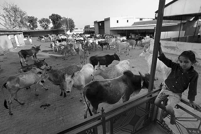 Cow Vigilantism: Politics of the Sacred and the Profane