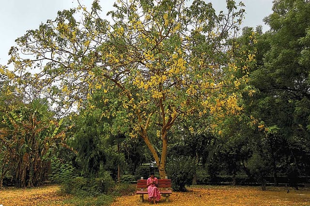 Amaltas: Golden Shower