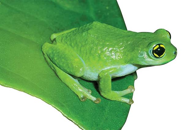 When Frogs Make Love