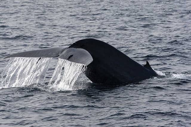 My Encounter with a Blue Whale
