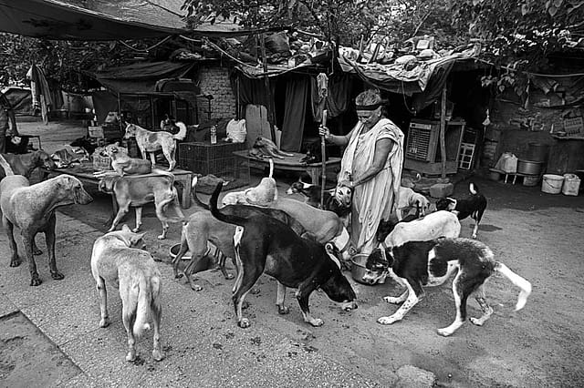 The Secret Lives of Indian Street Dogs