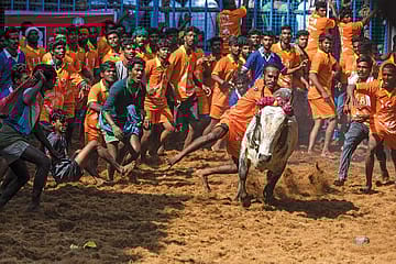 Jallikattu: A Red Rag to a Bull