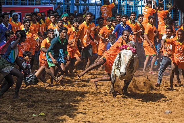 Jallikattu: A Red Rag to a Bull