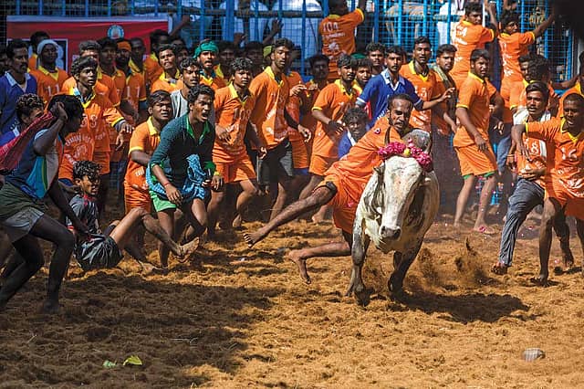 Jallikattu: A Red Rag to a Bull
