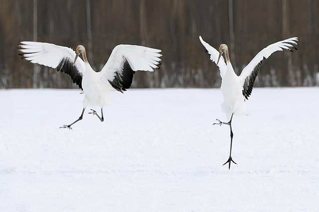 Footloose in Hokkaido