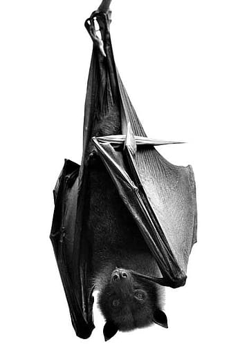 The Myths and Reality About Nipah Virus