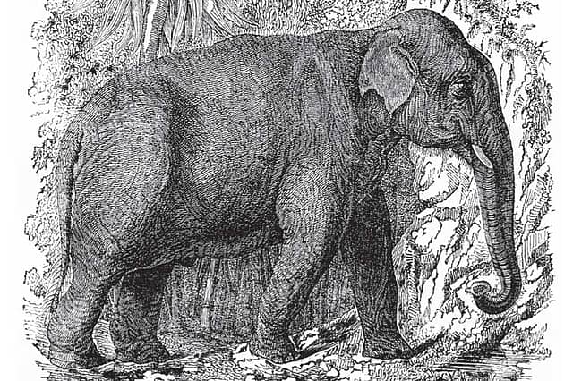 Jungle Book
