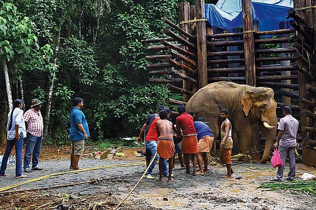 The Elephant in the Room