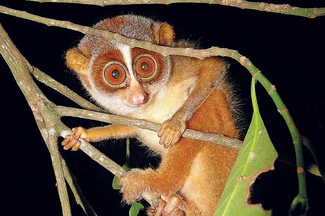 Forest Baby of the Night