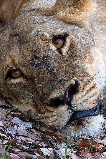 Return to the Mystical Forest