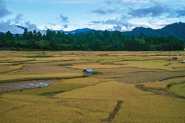 Ziro Valley: Bisons and Beers