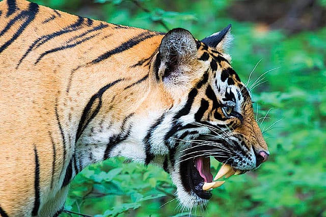 Tiger Deaths Rise in Numbers, But India’s Conservation Story Holds Firm