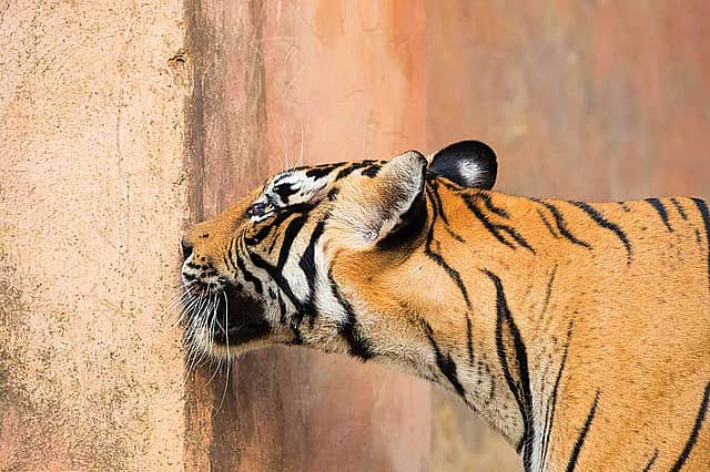 Scars and Stripes