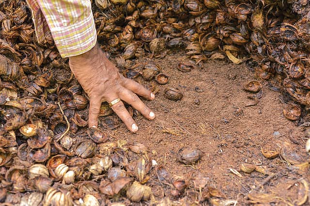 The Soil Economy