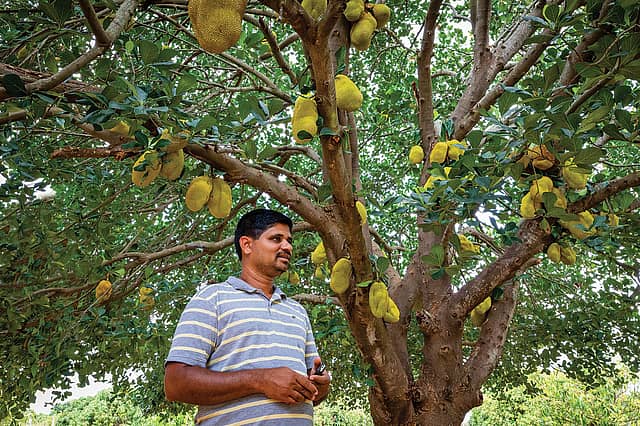 Jackfruit: The Golden Fruit