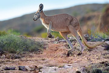 The Age of the Kangaroo