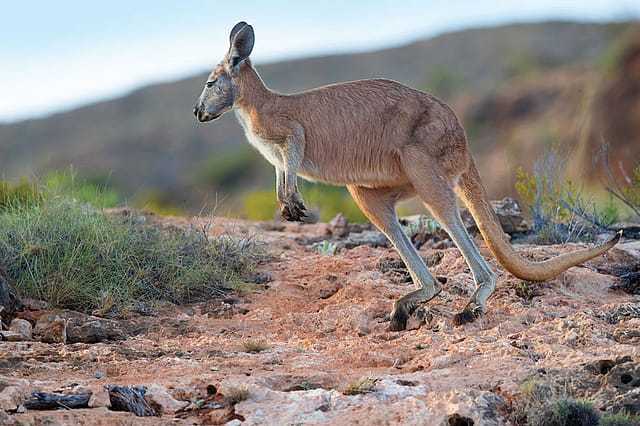 The Age of the Kangaroo