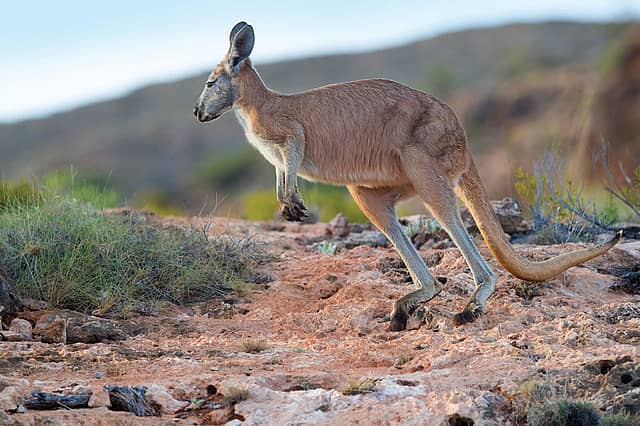 The Age of the Kangaroo
