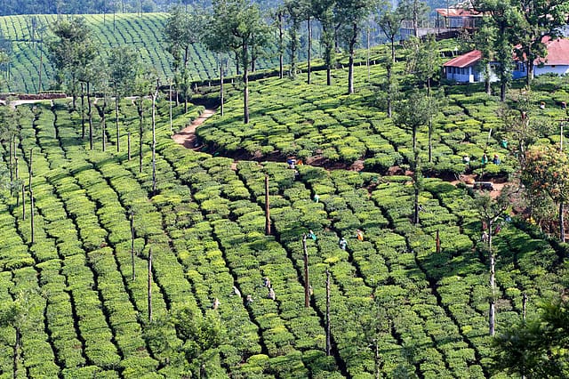 The Hills are Alive The Hills are Alive