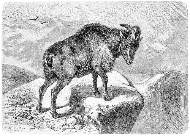 Creatures Great and Small