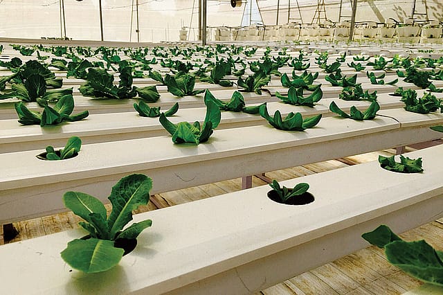 The Soilless Future of Farming The Soilless Future of Farming