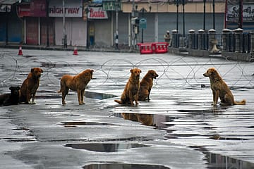 Straining At the Leash