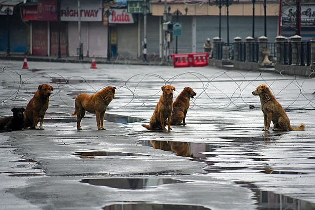 Burden of the Beasts