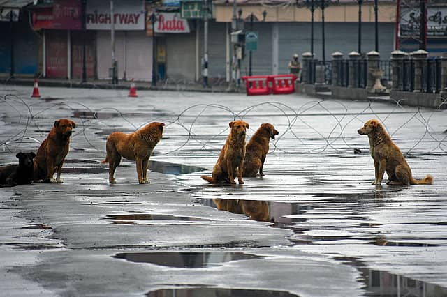 Straining At the Leash