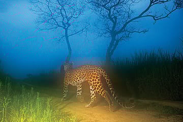 How Many Leopards Does India Have?