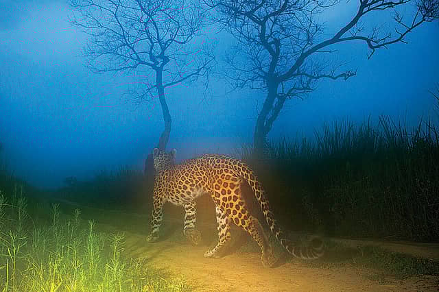 How Many Leopards Does India Have?