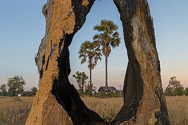 From “Lockdown Garden” From “Lockdown Garden”