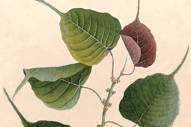 Floral Folios
