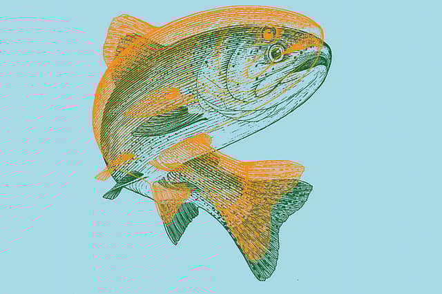Travels of a Fish
