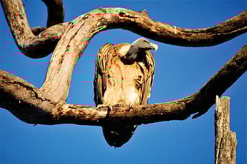 The Day of the Vulture