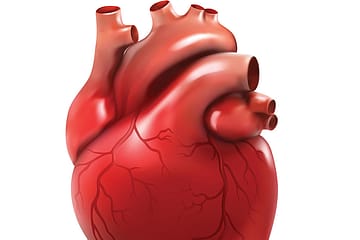 The Heart: Animal Spirits