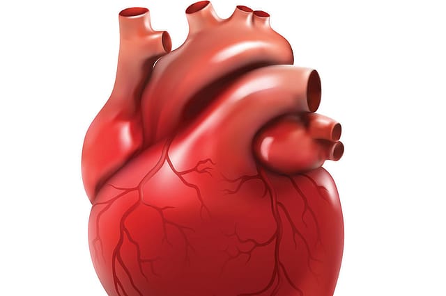 The Heart: Animal Spirits