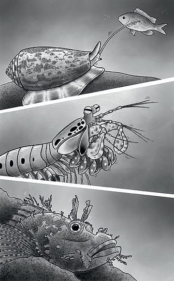 Creatures’ Comfort