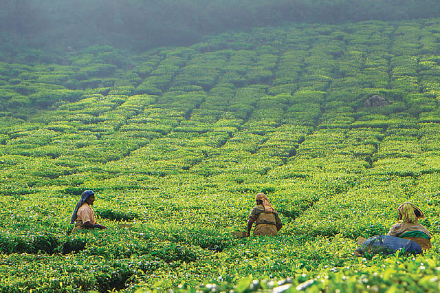 Plantation and Rural Holidays in Tamil Nadu Plantation and Rural Holidays in Tamil Nadu