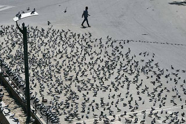 Tell It to the Birds