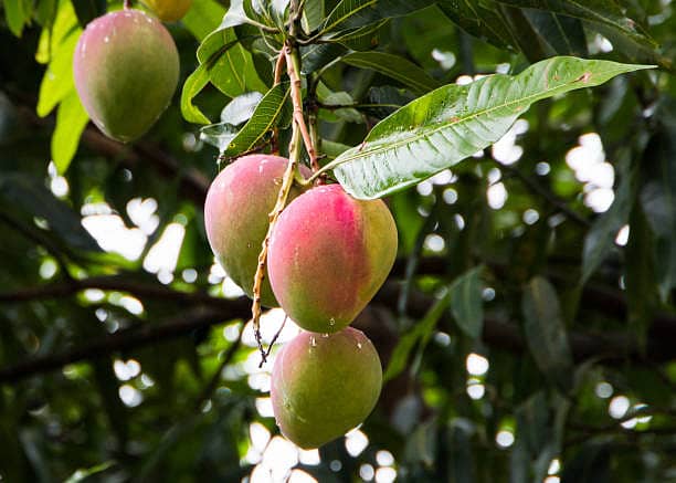 The Divine Mango