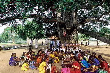 The Tree of Democracy