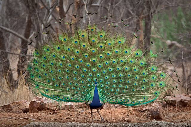 The Day of the Peacock