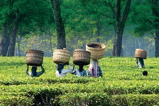 Exploring the Essence of Assam: A Journey through Tea Tourism