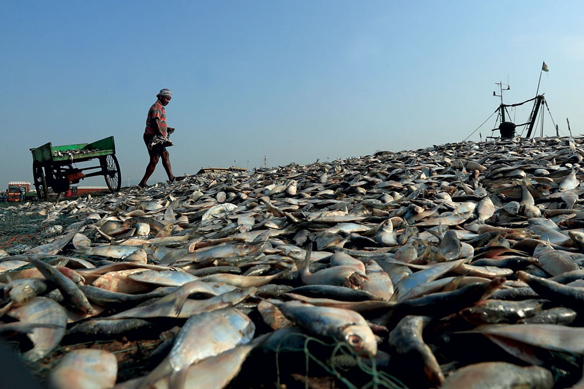 Poition Fish Fish and Risks
