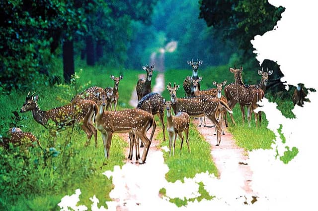 Experiencing the National Parks of Chhattisgarh