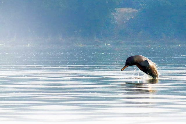Reviving River Ganga’s Pristine Glory for Nurturing Lives Reviving River Ganga’s Pristine Glory for Nurturing Lives