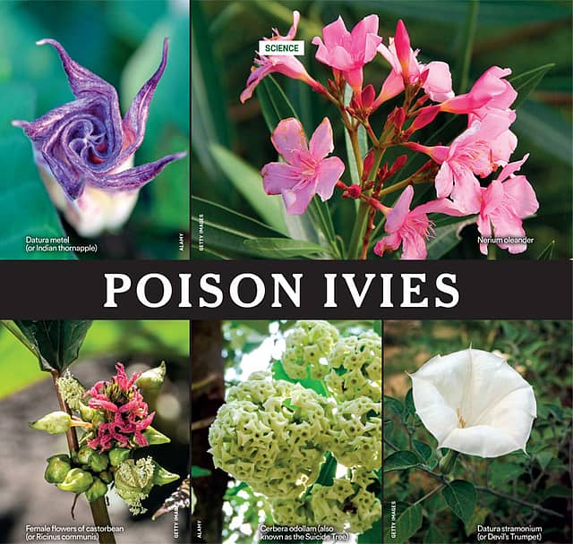 Poison Ivies