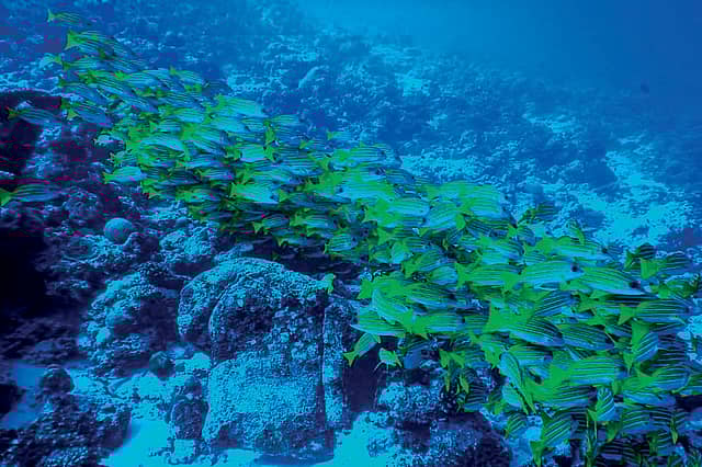How a Marine Molecule Could Cool the Planet